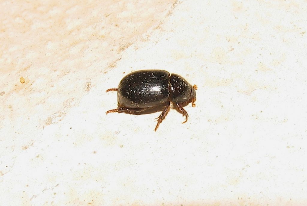 ID 1:  Pentodon sp